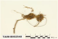 藏品(小羽苔屬)的圖片